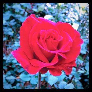 Meet your Posher, Crystal